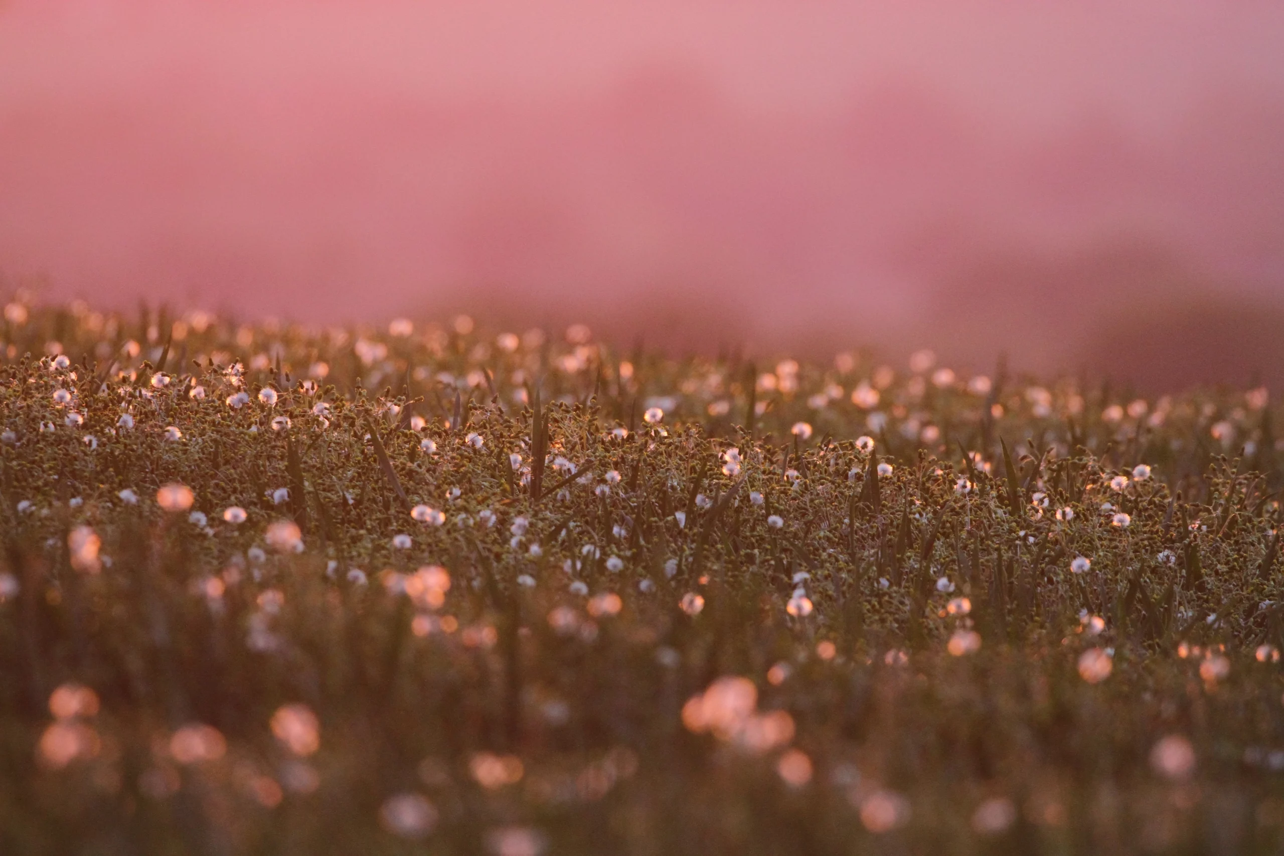 photo vegetal laurent cocherel photographe